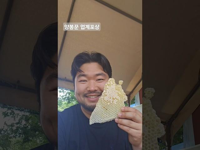 양봉 장점: 벌집꿀 무한 취식 가능 #먹방 #벌꿀 #벌집꿀 #꿀벌 #곤충 #양봉 #일상