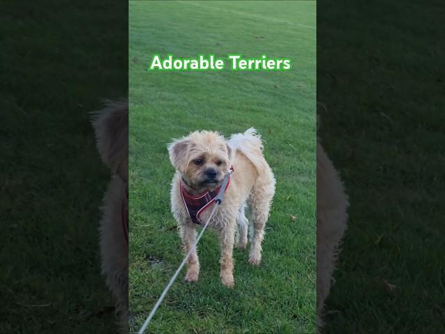 The Day Before the Groomers for Sandy 