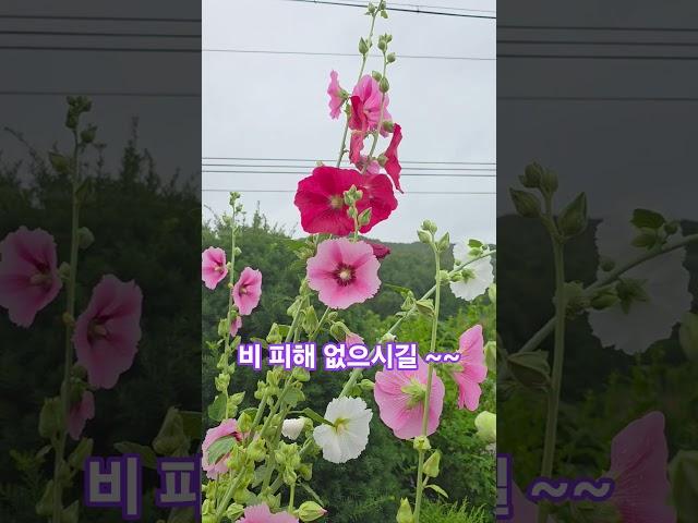 #자연인 #애창곡 #임영웅 #피해 #빗속을둘이서 #빗소리 #접시꽃