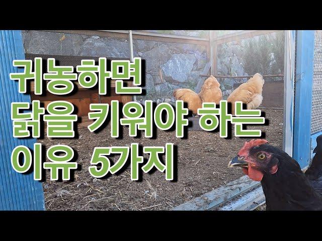 귀농 하면 반드시 닭을 키우세요! 제가 닭을 키우는 이유 5가지를 소개 합니다!