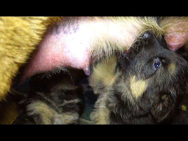 Кормящая мама Немецкая овчарка Грета. A nursing mother Greta German Shepherd.