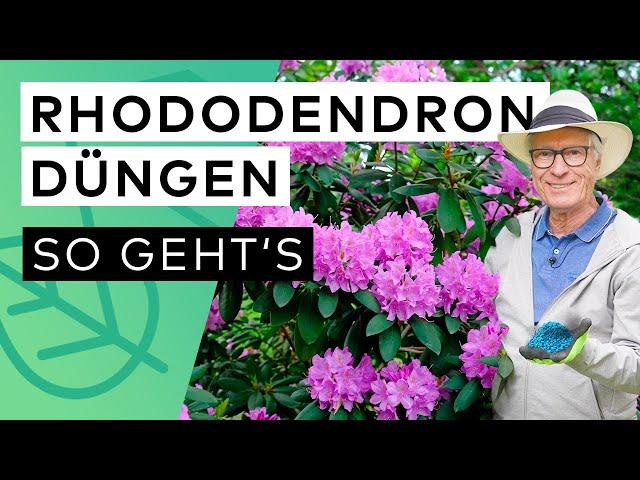 Rhododendron düngen  - So einfach geht's (Pflegetipps vom Profi!)