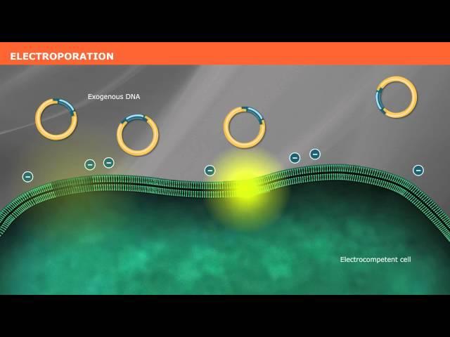 The Mechanism of Transformation with Competent Cells