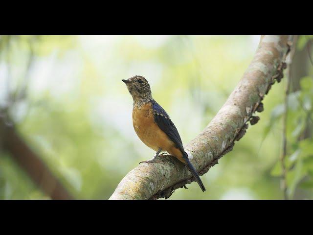 發現台灣最稀有、體型最大的猛禽! 大雪山賞鳥 Taiwan bird watching vlog 2: Bird watching in the Mt. Daxueshan.