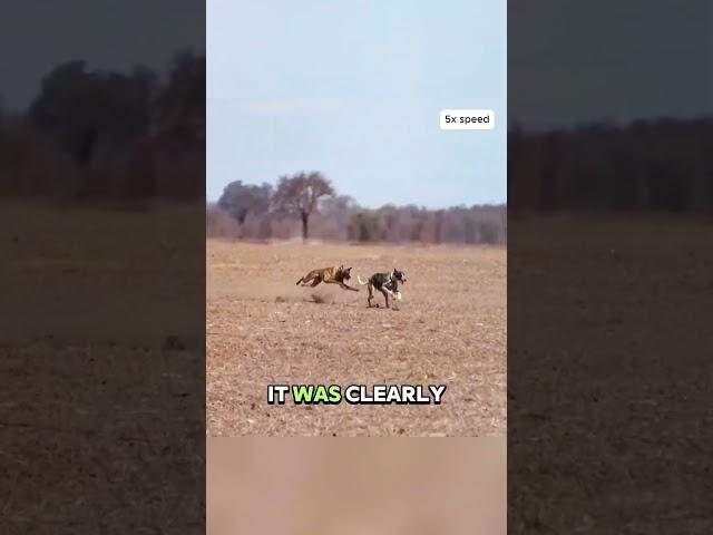 Dog vs. Rabbit: Who’s the Real Speed Champ? #animals #help #wildlife #dog #rabbits