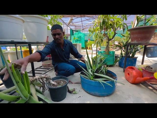 How to fast grow Aloe Vera at home