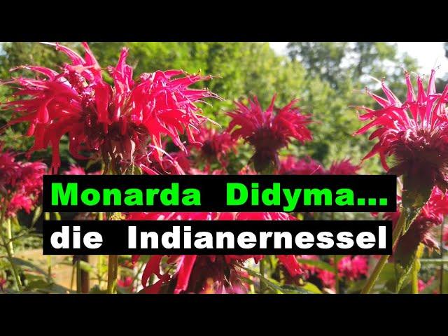 Indianernessel Monarda Didyma - alte indianische Heilpflanze - ERNTEGLÜCK