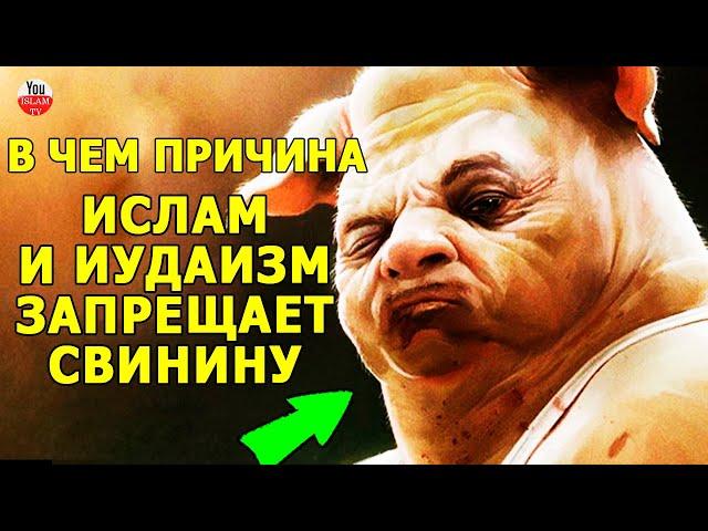 МЯСО КОТОРОЕ ПРИНОСИТ БОЛЕЗНИ! МУСУЛЬМАНСКИЕ И ИУДЕЙСКИЕ УЧЕНЫЕ ГОВОРЯТ О ВРЕДЕ СВИНИНЫ!