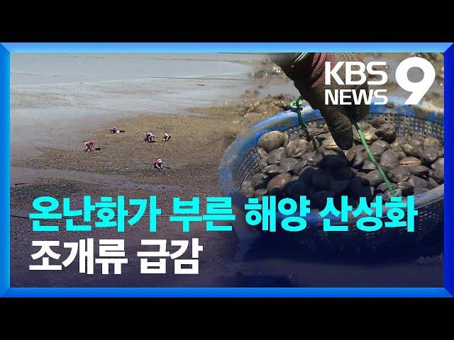 조개껍질 깨지고 얇아지고…가파른 해양 산성화 [9시 뉴스] / KBS  2024.05.20.