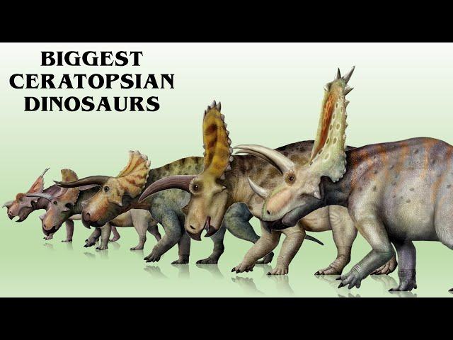 13 Biggest Ceratopsian Dinosaurs Ever Found