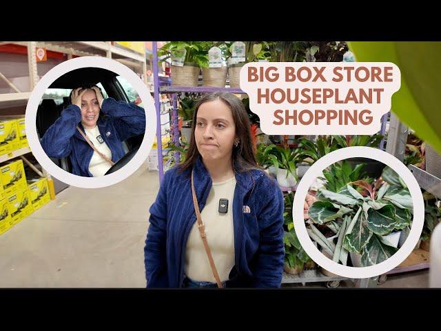 Houseplant shopping at my local big box stores- Home Depot, Lowes, and Walmart