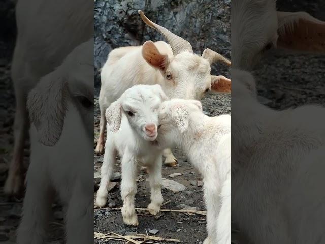 Illegally Cute Baby Goats That Will Melt Your Heart!  #cutefarmanimal #animals #cute