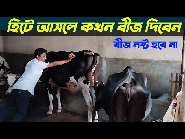 হিটে আসলে  কখন  বীজ দিতে হবে । গরু ভাল ভাবে হিট আসছে কিনা কিভাবে বুজবেন