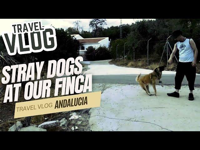 Stray dogs on our finca - Travel Vlog Andalusia-Spain