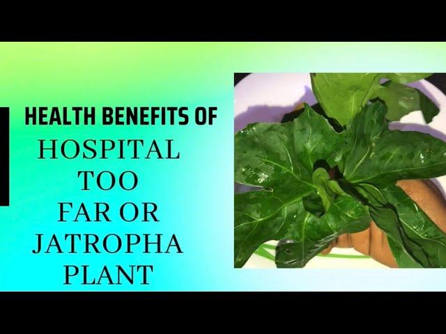 Health benefits of Jatropha/hospital too far or castor oil plant, Barbados nut or hedge.