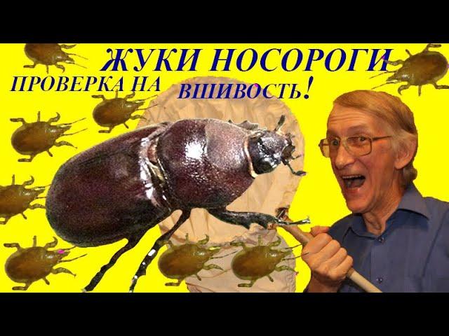 Куда Бегут Жуки Носороги? Как Проверить Жука Носорога на Вшивость? Школа Энтомолога.