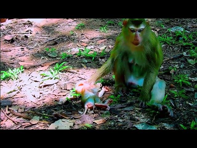 Starving Monkey's Intense Hunger for Milk 3