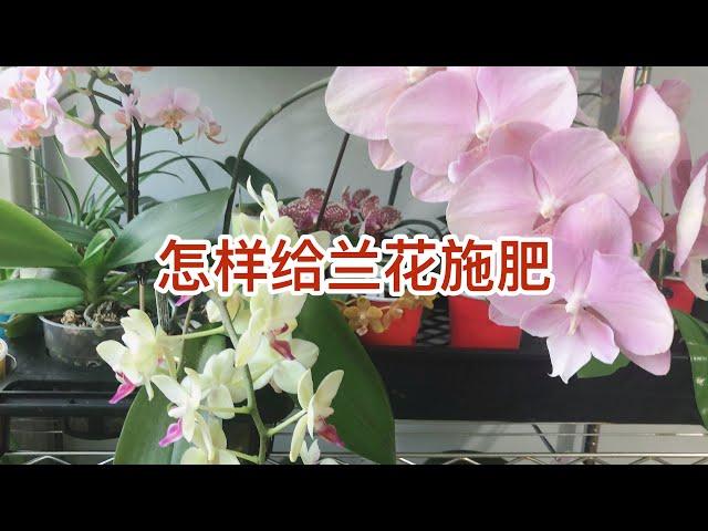 怎样给兰花施肥