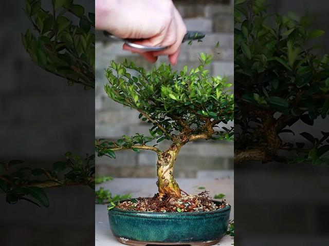 Making Bonsai from Collected Material 🪴