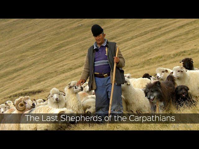 The Last Shepherds of the Carpathians