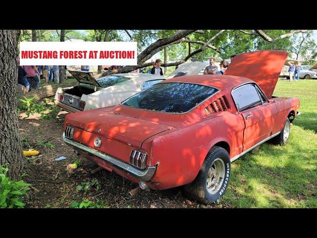 Mustang Hoard Abandoned in woods Sold at Auction! + 1959 Desoto, Dodge police car & classic Fords!