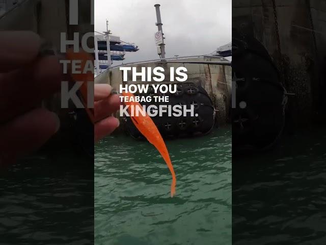Pitching lures  for Topwater #kingfish #bustups 