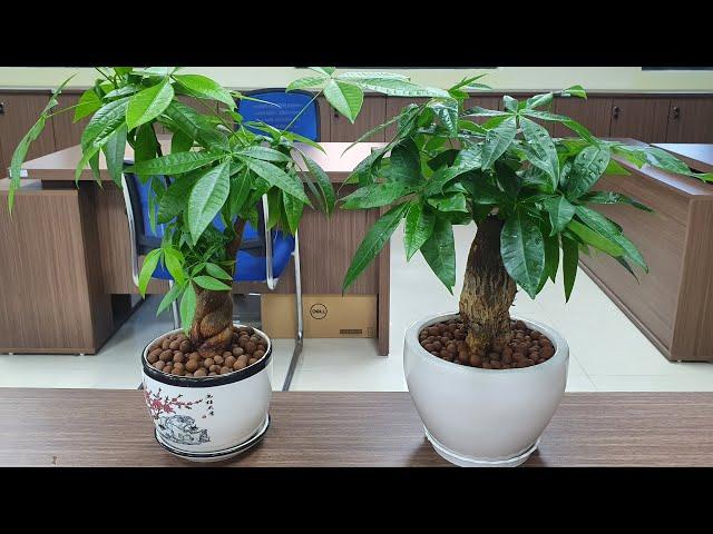 Cây Kim Ngân – Cách trồng và chăm sóc | How to grow and care for Money tree | Thanh Moc Garden