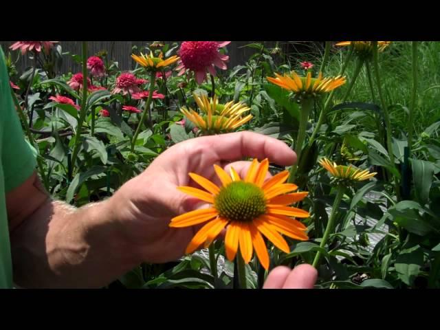 5 Cool New Coneflowers