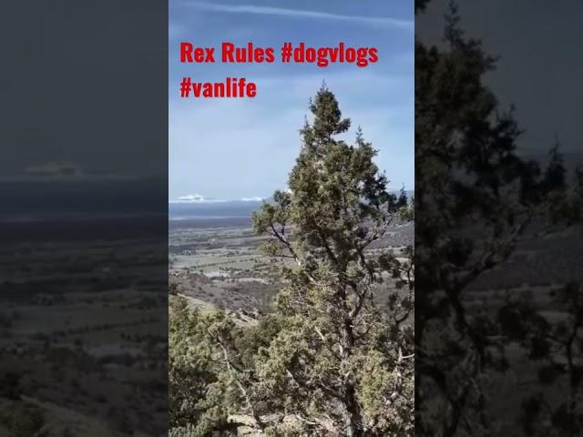 Dog Vlogs By Rex Rules #dogvlogs #shorts