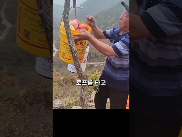 사과를 이렇게 보낸다고요? 산골 농부의 천재 아이디어!