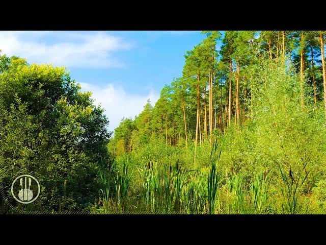 Ambient Sounds of the Swampy Edge of the Forest. Grasshoppers, Birds Chirping and Frogs Croaking.