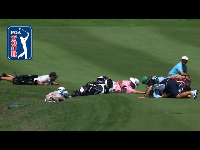 Pro golfers dodge swarm of BEES