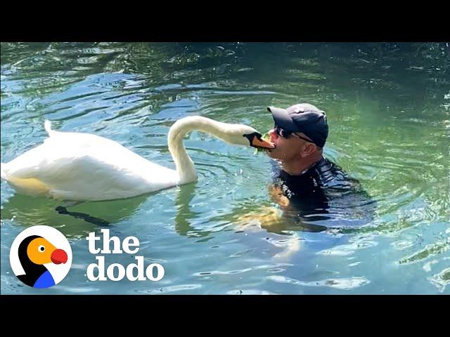 Guy Rescues An Egg And Becomes A Swan Dad For Life | The Dodo