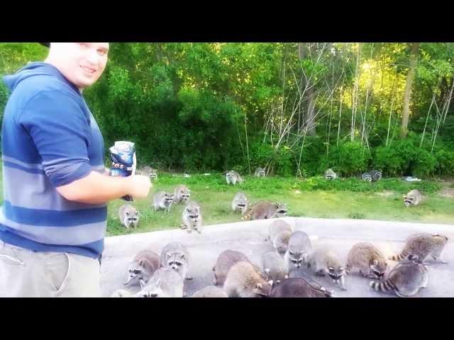 Raccoons going crazy for doritos!