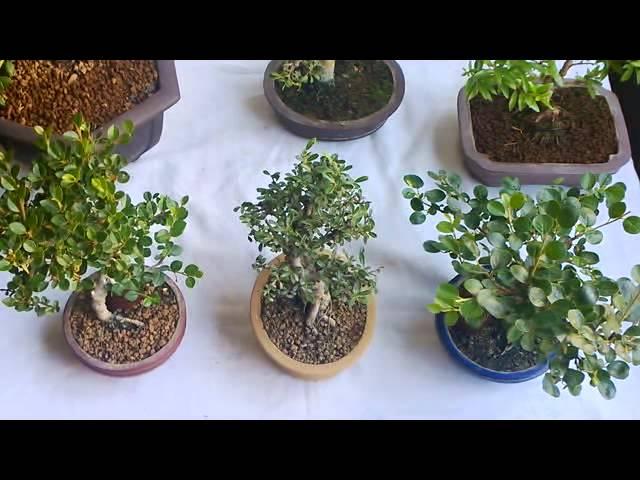 BONSAI-QUANDO ANNAFFIARE??.....