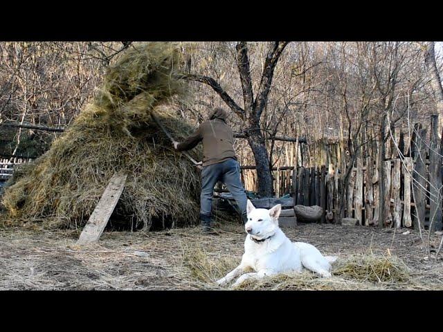 1 Day of the Exciting Life of a Farmer in the Mountains