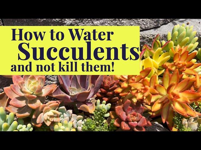 How to Water Succulents | Succulent Care Tips & Tricks