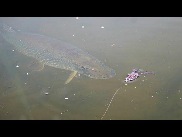 Crazy Pike Smash Top Water Frogs up Close! (Awesome slow-mo)