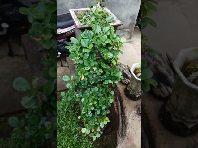 Bonsai Dollar Cascade #shorts #bonsai #bonsaitree