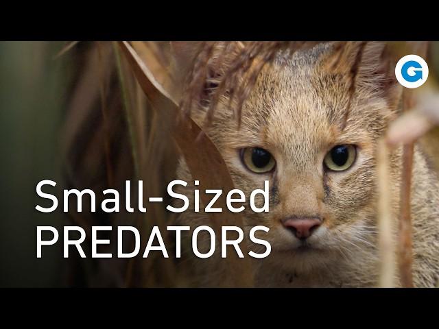 Little Cats, Big Personalities | Full Wildlife Documentary