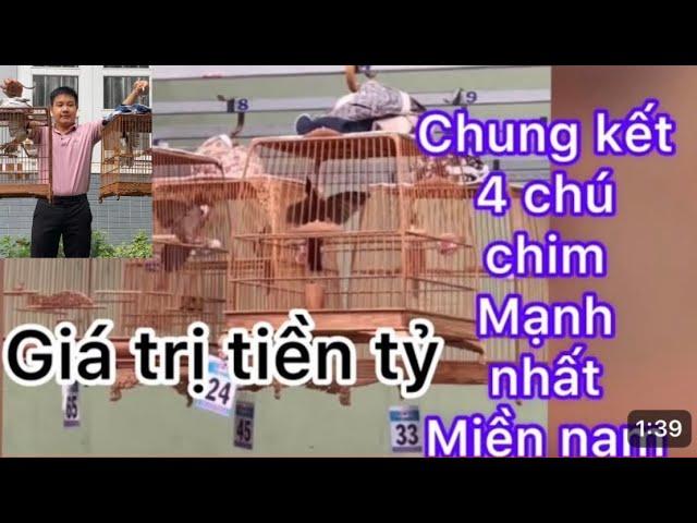 Trận chung kết chào mào 4chú chim mạnh nhất Miền Nam giá trị trên 2tỷ xem là mê@thegioichaomao1.-_