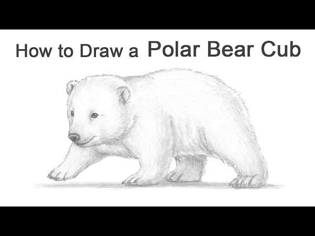 How to Draw a Polar Bear Cub