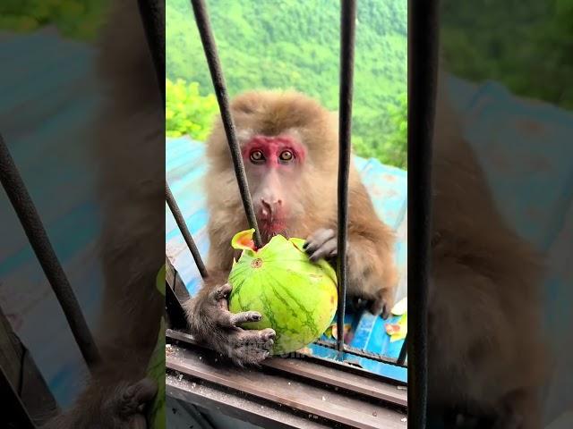 See how this smart monkey fooled people, 