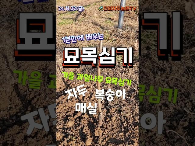 가을 묘목심기 - 1분만에 배우기 (자두,복숭아.매실등 핵과류) #plum #자두 #복숭아 #가을묘목 #묘목심기