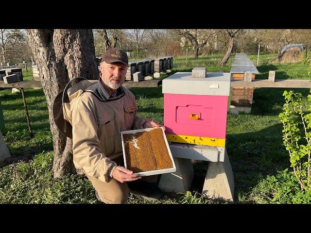 Перший пилок. Beekeeping (16.04.2025 р.)