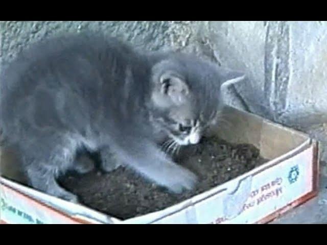 Little cat real keen to tidy up!