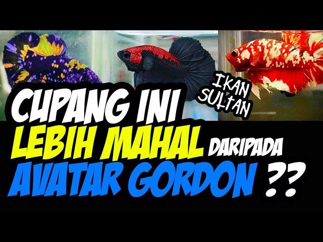 TOP 10 MOST EXPENSIVE BETTA IN 2021 // IKAN SULTAN // 10 CUPANG TERMAHAL