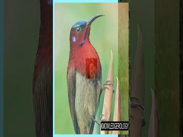 #nameofbirds  #bird #nature  #unique #knowledge #facts  #birds