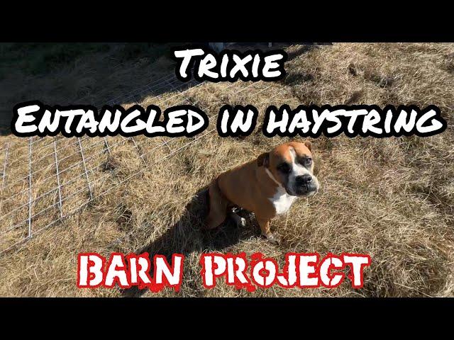 Entangled in Haystring & Barn Project