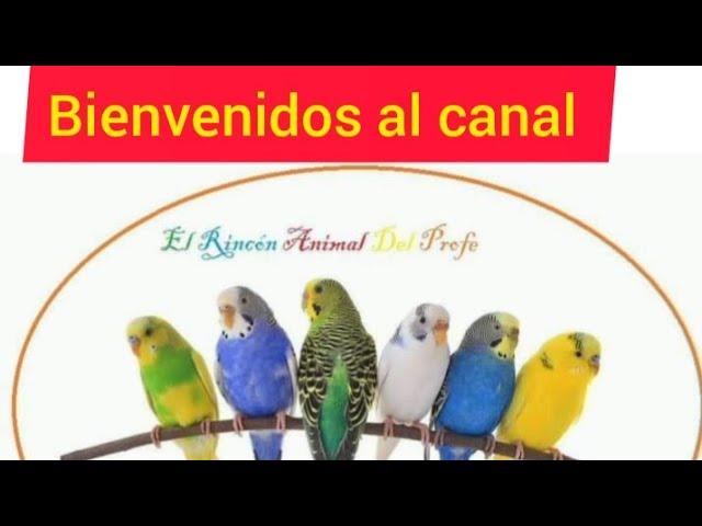 BIENVENIDOS AL CANAL AVIARIO EL RINCÓN DEL PROFE